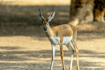 Beautiful Wild Animal Blackbuck Deer (Antilope Cervicapra) or Indian Antelope in Desert