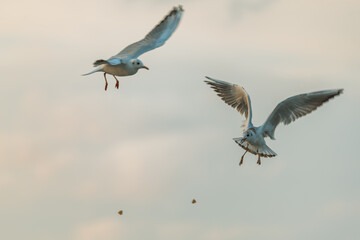 white bird with outstretched wings flies