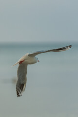 white bird gull with outstretched wings flying