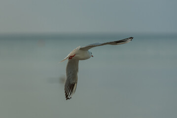 white bird gull with outstretched wings flying
