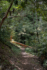 Fototapeta premium Fallen Tree Blocks Trail