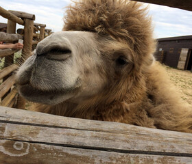 camel portrait
, in the corral. in the aviary close-up looking up