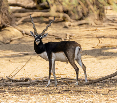 Beautiful Wild Animal Blackbuck Deer (Antilope Cervicapra) or Indian Antelope in Desert