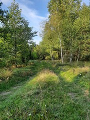 Path in the forest.