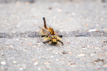 Toxic brown-tail moth caterpillar invading Kent, England.