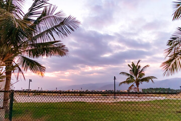 palm tree with sunset