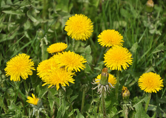 Dandelion (Taraxacum officinale) grows in nature in spring