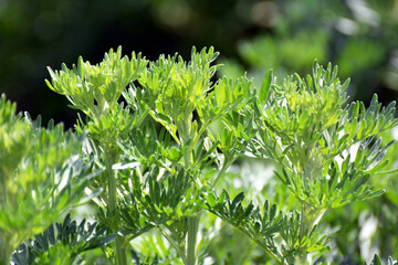 Bitter wormwood (Artemisia absinthium) bush grows in nature
