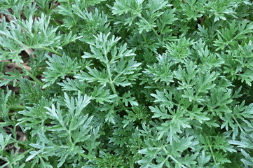 Bitter wormwood (Artemisia absinthium) bush grows in nature