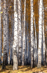 Golden autumn in a birch grove. White trunks, yellow foliage.