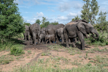 Fototapeta premium A family group of African Elephants (Loxodonta africana) enjoying a mud bath in the Tiimbavati Reserve, South Africa