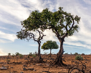 trees with clouds