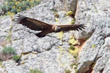 Griffon Vulture (Gyps fulvus) in flight, Monfrague National Park, Extremadura, Spain.