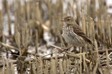 Water Pipit (Anthus spinoletta), RSPB Titchwell Nature Reserve, Norfolk, England, UK.