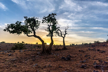 tree in the desert