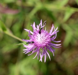 A close view on the small purple wildflower in the field.