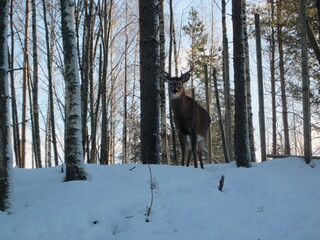 Close-up of a deer on a hill in a winter forest
