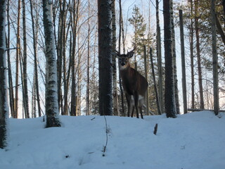 Naklejka premium Close-up of a deer on a hill in a winter forest