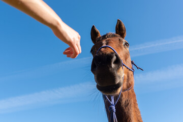 view from below of an unknown person's hand stroking a beautiful horse on a sunny day with the blue sky in the background. pets concept.