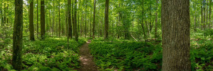 Fern Gully Forest Pano