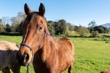 Obraz premium portrait of nice and gentle brown horse in the field. pets concept.