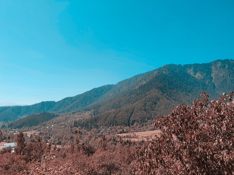 Cloudy Blue Sky Over Paddy Field Golden Yellow And Green. The Beauty Of Landscape Nature Huge Beautiful Hills And Long Green Trees Around The Crop Field.