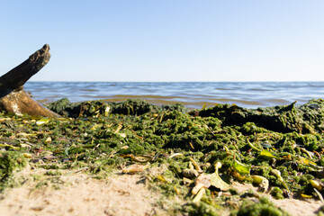Fototapeta premium Brown and green algae on the seashore close-up.