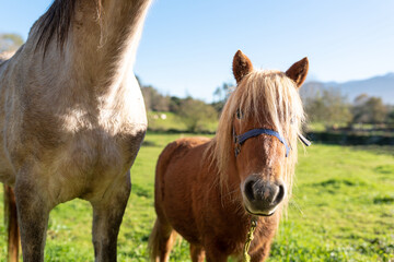 Nice brown pony looking at the camera next to a white horse. waiting for food. pets concept.