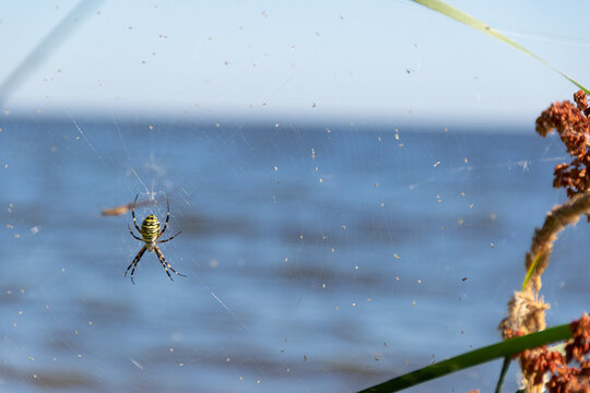 Yellow-black spider in her spiderweb - Argiope bruennichi