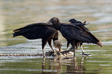 Black vulture - Coragyps atratus or American black vulture, several scavenger birds in the New World vulture family, feeding on the cadaver or carcass of the big fish on the coast