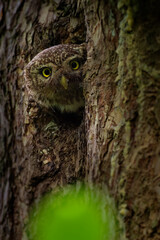 Eurasian Pygmy-Owl Glaucidium passerinum looking from the nest hole in the forest. Small european owl looking from the nesting hole and cleaning it from the rest of prey, face to face and eyes