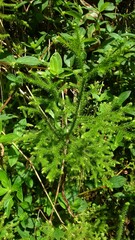 Lycopodium cernuum plant