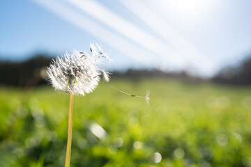 dandelion throwing its seeds blown by the wind in the field. self-pollinating plant. nature concept.