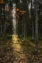 autumn in the forest. sun through the trees lights the way