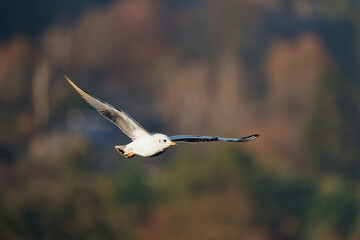 Black-headed gull (Chroicocephalus ridibundus) is a small gull, breeds in much of the Palearctic including Europe and in coastal Canada, flying white bird on the autumn color background