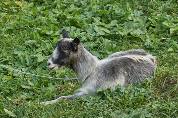 Goat grazing in a meadow in the last warm days of October.