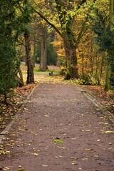 Fototapeta na wymiar Path in the park surrounded by trees in autumn