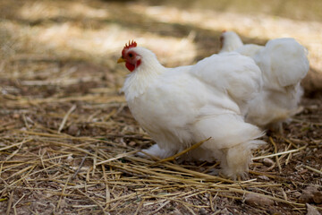 small white chicken on straw
