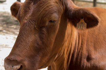 Closeup shot of a ginger cow with a number on its ear