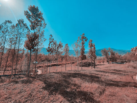 Cloudy Blue Sky Over Paddy Field Golden Yellow And Green. The Beauty Of Landscape Nature Huge Beautiful Hills And Long Green Trees Around The Crop Field.