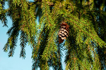 Beautiful Christmas tree with cones on a background of blue sky