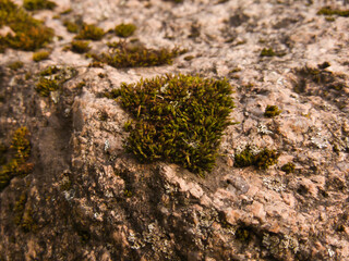Green moss close up and in detail on the edge of a pink granite stone in the soft light of a cloudy...
