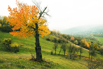 Fototapeta premium Beautiful autumn landscape with lone tree stands in a green field. Nature in Europe. Amazing place for travel.