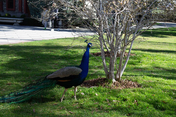 Peafowl in a park walking near a tree