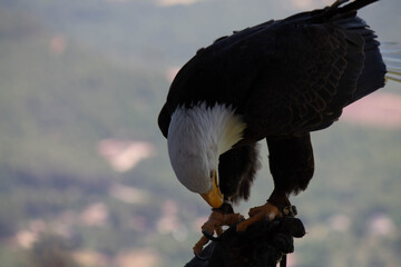 Closeup shot of an eagle on a hand