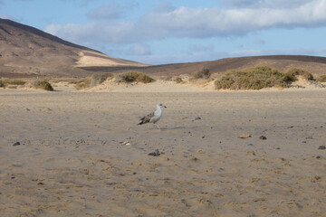 Seagull on the sand at the beach