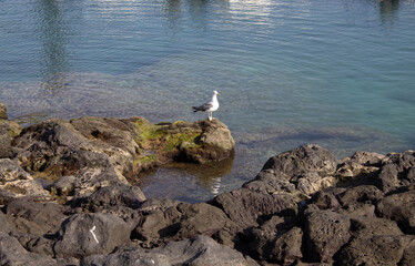 Seagull perched on a moss covered rock in the sea