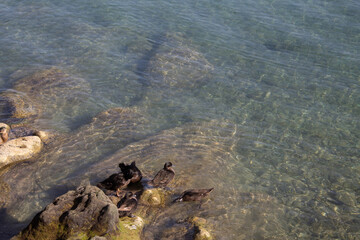 High angle shot of black gulls