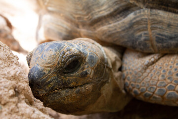 Closeup shot of the head of a big tortoise