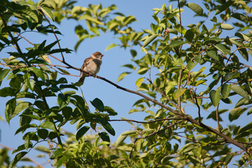 House sparrow on a tree, surrounded by green leaves